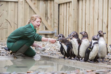 pick the penguin.